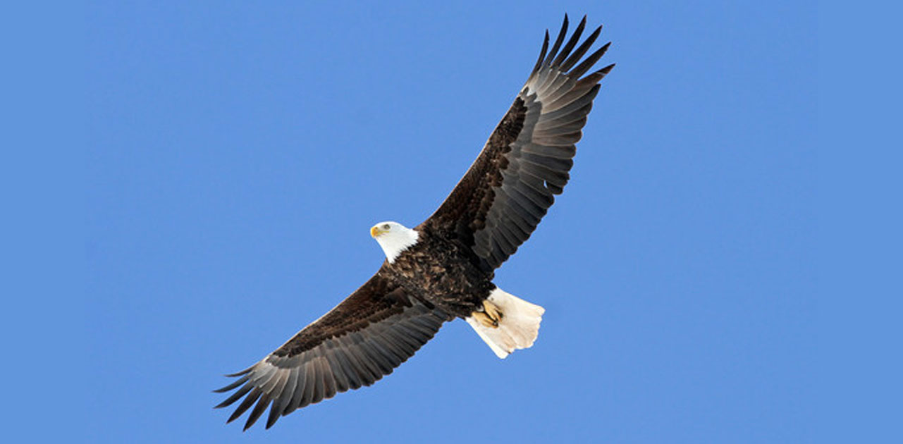 Bald Eagle Watching Days Taking Place Jan. 1415 OnFocus