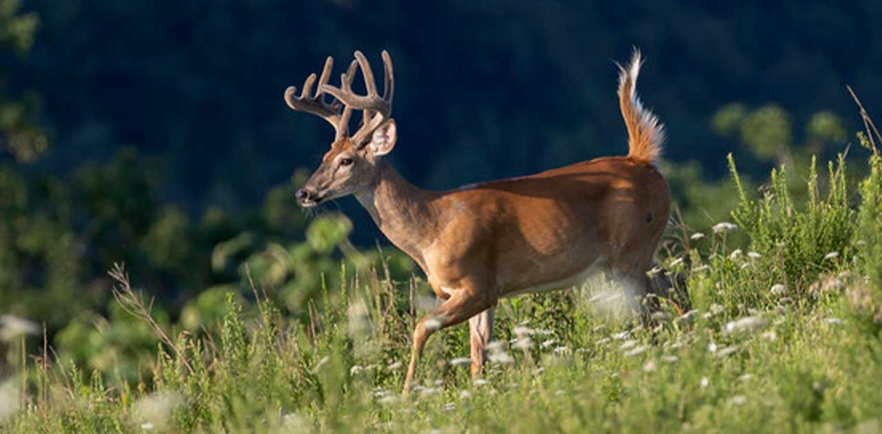 DNR Confirms CWD In Second Wild Deer In Wood County - OnFocus